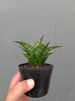 Sansevieria Nimbus, real gallery image #5 plants. Picture taken directly from kaktus.id community Sansevieria farmer green houses.