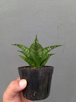 Sansevieria Nimbus, real gallery image #3 plants. Picture taken directly from kaktus.id community Sansevieria farmer green houses.