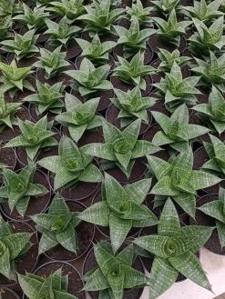 Sansevieria Nimbus, real gallery image #1 plants. Picture taken directly from kaktus.id community Sansevieria farmer green houses.
