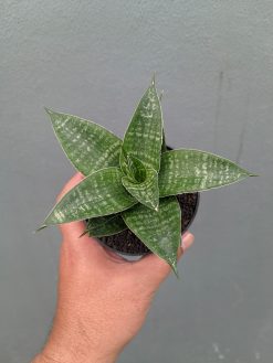 Sansevieria Nimbus, real gallery image #4 plants. Picture taken directly from kaktus.id community Sansevieria farmer green houses.