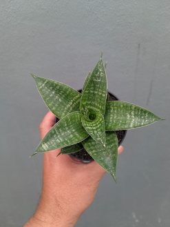 Sansevieria Nimbus, real gallery image #6 plants. Picture taken directly from kaktus.id community Sansevieria farmer green houses.
