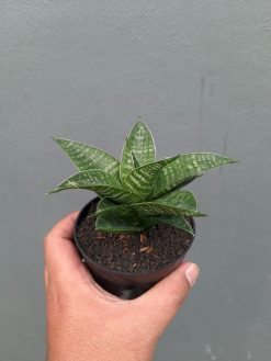 Sansevieria Nimbus, real gallery image #7 plants. Picture taken directly from kaktus.id community Sansevieria farmer green houses.
