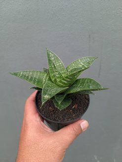 Sansevieria Nimbus, real gallery image #8 plants. Picture taken directly from kaktus.id community Sansevieria farmer green houses.