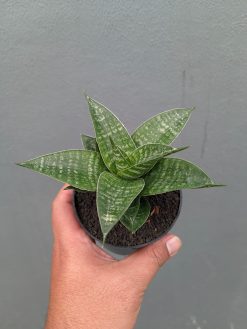Sansevieria Nimbus, real gallery image #9 plants. Picture taken directly from kaktus.id community Sansevieria farmer green houses.