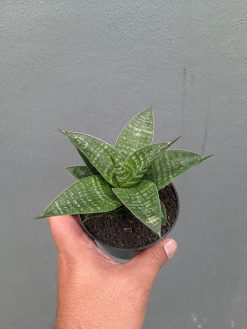 Sansevieria Nimbus, real gallery image #10 plants. Picture taken directly from kaktus.id community Sansevieria farmer green houses.