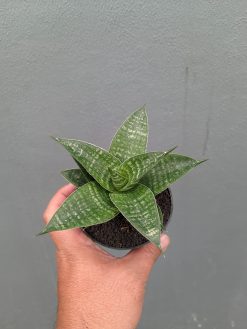 Sansevieria Nimbus, real gallery image #11 plants. Picture taken directly from kaktus.id community Sansevieria farmer green houses.