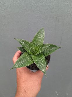 Sansevieria Nimbus, real gallery image #12 plants. Picture taken directly from kaktus.id community Sansevieria farmer green houses.