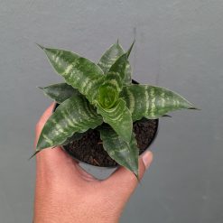 Sansevieria Nemo, real feature image plant. Picture taken directly from kaktus.id community Sansevieria farmer green houses.