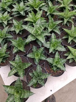 Sansevieria Nemo, real gallery image #1 plants. Picture taken directly from kaktus.id community Sansevieria farmer green houses.