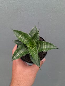 Sansevieria Nemo, real gallery image #2 plants. Picture taken directly from kaktus.id community Sansevieria farmer green houses.