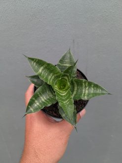 Sansevieria Nemo, real gallery image #4 plants. Picture taken directly from kaktus.id community Sansevieria farmer green houses.