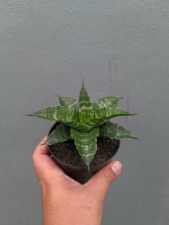 Sansevieria Nemo, real gallery image #5 plants. Picture taken directly from kaktus.id community Sansevieria farmer green houses.