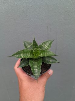Sansevieria Nemo, real gallery image #6 plants. Picture taken directly from kaktus.id community Sansevieria farmer green houses.