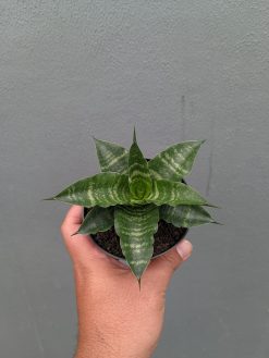 Sansevieria Nemo, real gallery image #8 plants. Picture taken directly from kaktus.id community Sansevieria farmer green houses.