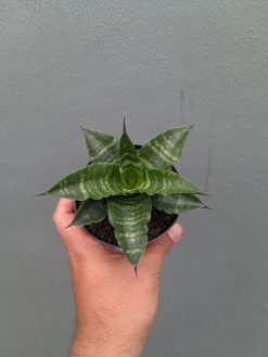 Sansevieria Nemo, real gallery image #9 plants. Picture taken directly from kaktus.id community Sansevieria farmer green houses.