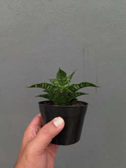 Sansevieria Nemo, real gallery image #7 plants. Picture taken directly from kaktus.id community Sansevieria farmer green houses.