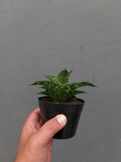 Sansevieria Nemo, real gallery image #3 plants. Picture taken directly from kaktus.id community Sansevieria farmer green houses.