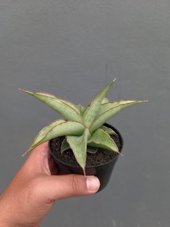 Sansevieria Hanami, real gallery image #2 plants. Picture taken directly from kaktus.id community Sansevieria farmer green houses.