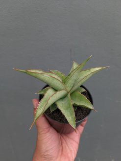 Sansevieria Hanami, real gallery image #11 plants. Picture taken directly from kaktus.id community Sansevieria farmer green houses.