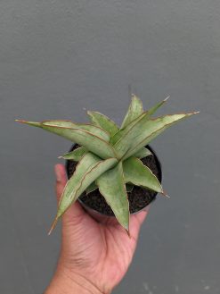 Sansevieria Hanami, real gallery image #12 plants. Picture taken directly from kaktus.id community Sansevieria farmer green houses.