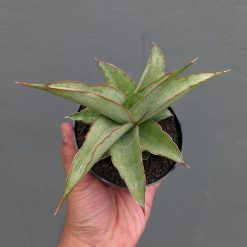 Sansevieria Hanami, real feature image plant. Picture taken directly from kaktus.id community Sansevieria farmer green houses.