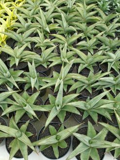 Sansevieria Hanami, real gallery image #1 plants. Picture taken directly from kaktus.id community Sansevieria farmer green houses.
