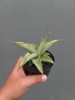 Sansevieria Hanami, real gallery image #3 plants. Picture taken directly from kaktus.id community Sansevieria farmer green houses.