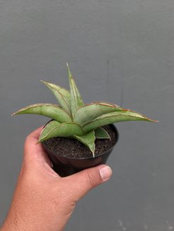 Sansevieria Hanami, real gallery image #4 plants. Picture taken directly from kaktus.id community Sansevieria farmer green houses.