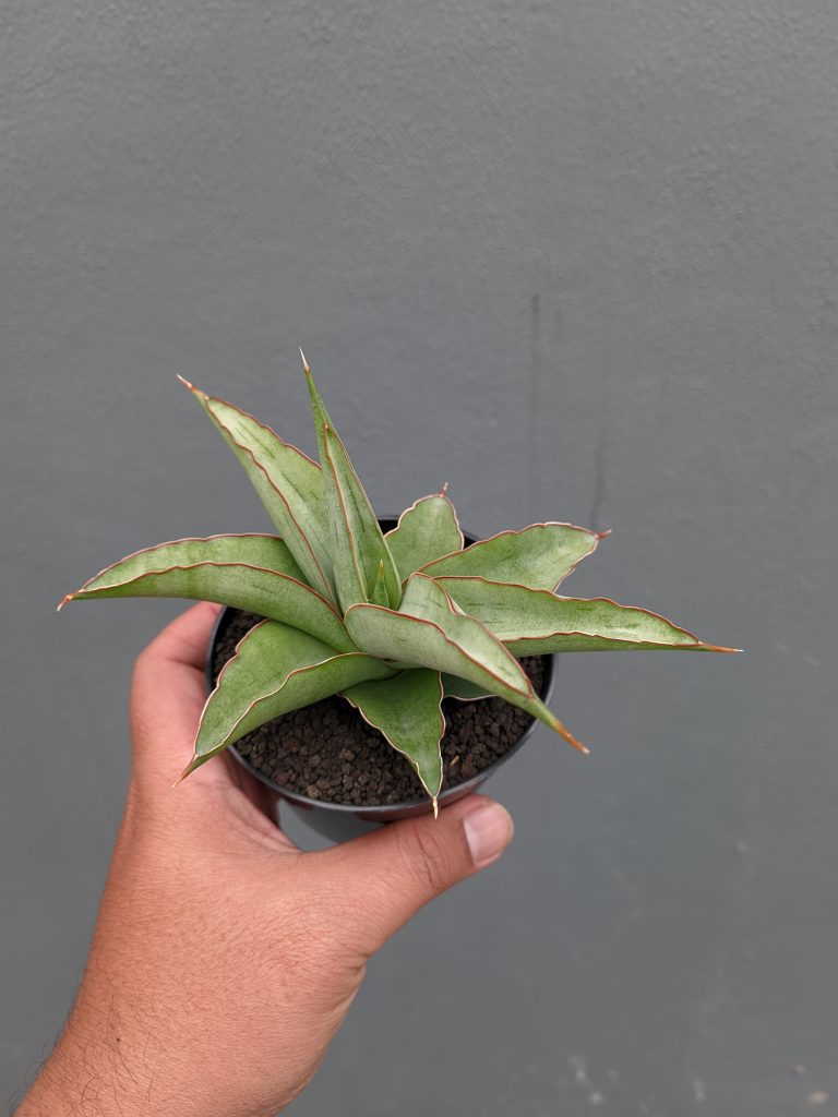 kaktus.id
