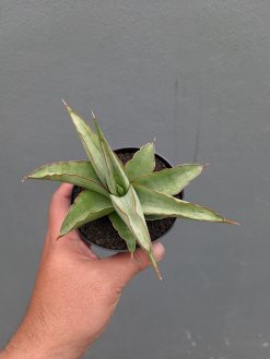 Sansevieria Hanami, real gallery image #6 plants. Picture taken directly from kaktus.id community Sansevieria farmer green houses.