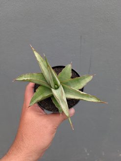 Sansevieria Hanami, real gallery image #7 plants. Picture taken directly from kaktus.id community Sansevieria farmer green houses.