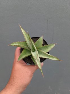 Sansevieria Hanami, real gallery image #8 plants. Picture taken directly from kaktus.id community Sansevieria farmer green houses.