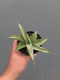 Sansevieria Hanami, real gallery image #9 plants. Picture taken directly from kaktus.id community Sansevieria farmer green houses.