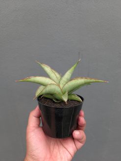 Sansevieria Hanami, real gallery image #10 plants. Picture taken directly from kaktus.id community Sansevieria farmer green houses.