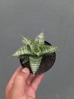 Sansevieria Windi, real gallery image #2 plants. Picture taken directly from kaktus.id community Sansevieria farmer green houses.