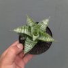 Sansevieria Windi, real feature image plant. Picture taken directly from kaktus.id community Sansevieria farmer green houses.