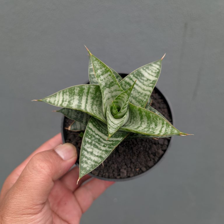 1363. Sansevieria Windi