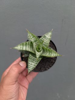 Sansevieria Windi, real gallery image #11 plants. Picture taken directly from kaktus.id community Sansevieria farmer green houses.