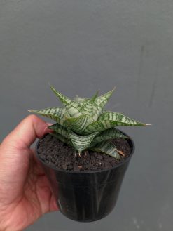 Sansevieria Windi, real gallery image #12 plants. Picture taken directly from kaktus.id community Sansevieria farmer green houses.
