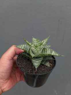 Sansevieria Windi, real gallery image #13 plants. Picture taken directly from kaktus.id community Sansevieria farmer green houses.