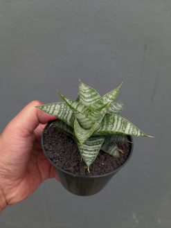 Sansevieria Windi, real gallery image #14 plants. Picture taken directly from kaktus.id community Sansevieria farmer green houses.