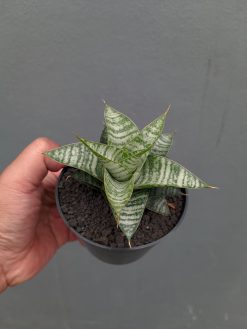 Sansevieria Windi, real gallery image #15 plants. Picture taken directly from kaktus.id community Sansevieria farmer green houses.