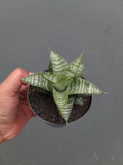 Sansevieria Windi, real gallery image #16 plants. Picture taken directly from kaktus.id community Sansevieria farmer green houses.
