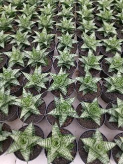 Sansevieria Windi, real gallery image #1 plants. Picture taken directly from kaktus.id community Sansevieria farmer green houses.