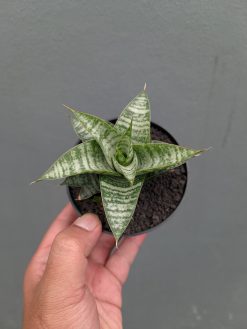 Sansevieria Windi, real gallery image #3 plants. Picture taken directly from kaktus.id community Sansevieria farmer green houses.