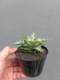 Sansevieria Windi, real gallery image #4 plants. Picture taken directly from kaktus.id community Sansevieria farmer green houses.