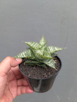 Sansevieria Windi, real gallery image #5 plants. Picture taken directly from kaktus.id community Sansevieria farmer green houses.