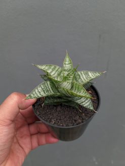 Sansevieria Windi, real gallery image #6 plants. Picture taken directly from kaktus.id community Sansevieria farmer green houses.