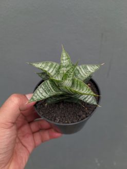 Sansevieria Windi, real gallery image #7 plants. Picture taken directly from kaktus.id community Sansevieria farmer green houses.