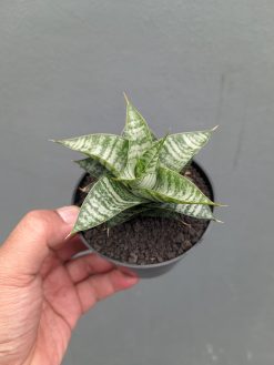 Sansevieria Windi, real gallery image #8 plants. Picture taken directly from kaktus.id community Sansevieria farmer green houses.